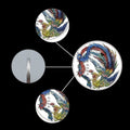 coins / souvenir - Chinese myths /phoenix silver plated - worldbanknote
